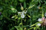 Cerastium dichotomum. Верхушка побега с соцветием и плодами разной степени зрелости. Армения, обл. Гегаркуник, берег оз. Севан, окр. монастыря Севанаванк, ≈ 1900 м н.у.м., луг. 23.06.2022.