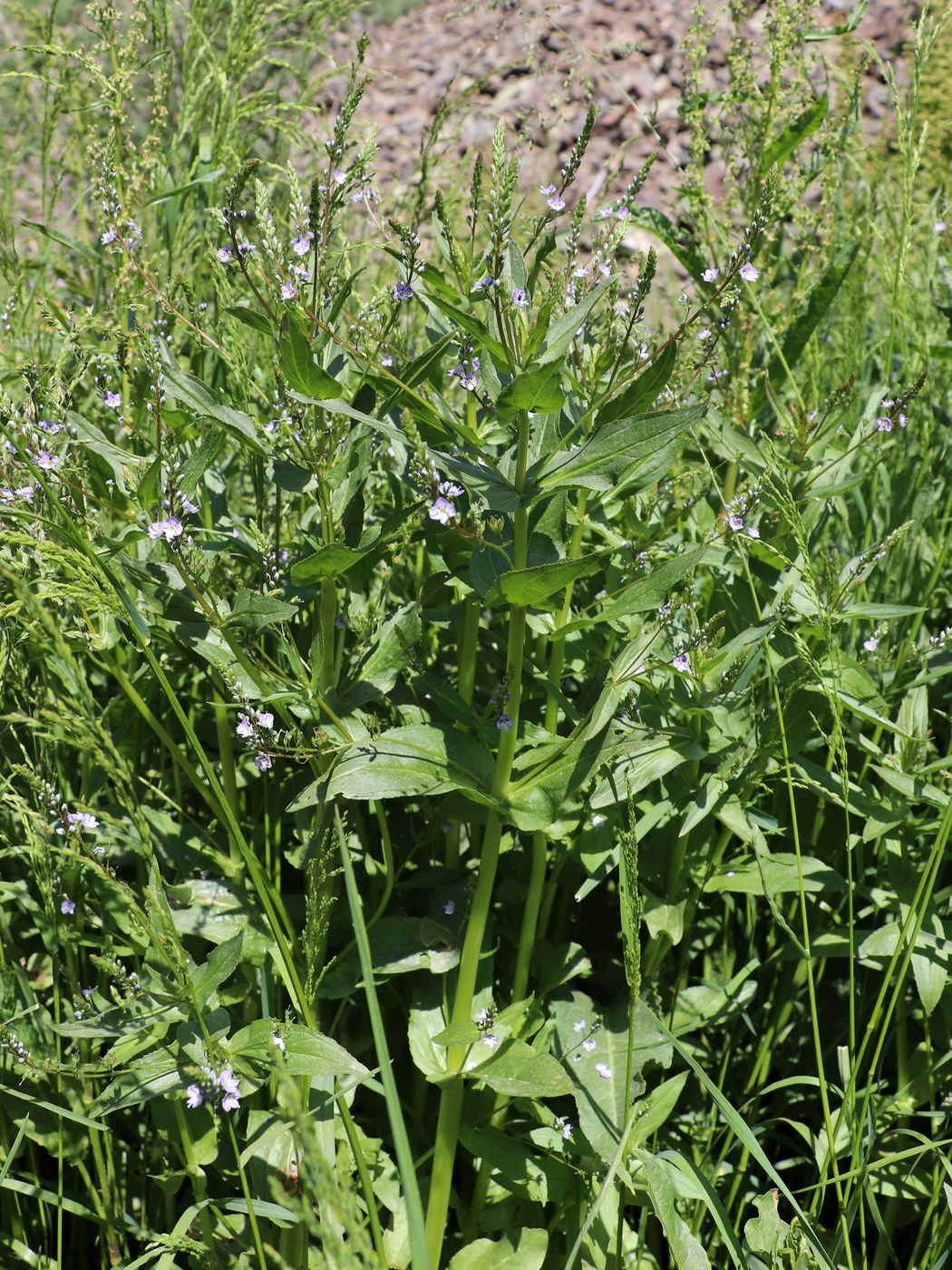 Изображение особи Veronica anagallis-aquatica.
