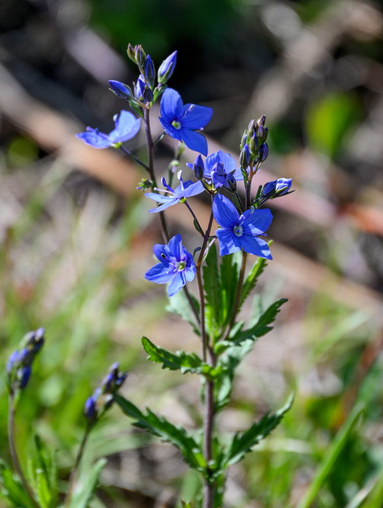 Image of Veronica krylovii specimen.