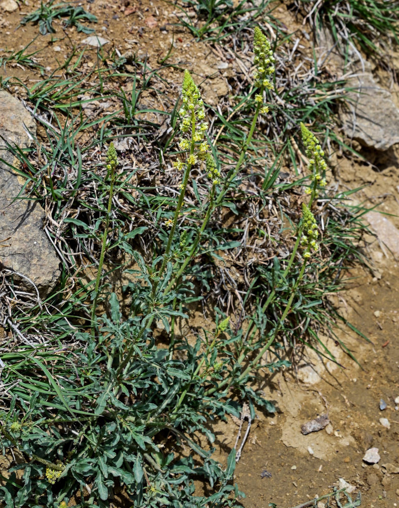 Image of Reseda lutea specimen.