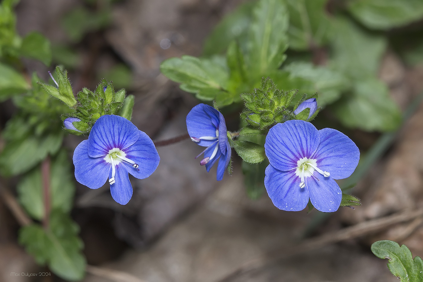 Image of Veronica umbrosa specimen.