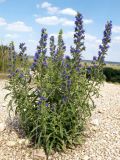 Echium vulgare