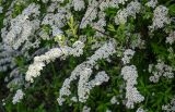 Spiraea × cinerea. Верхушки ветвей с соцветиями. Брянская обл., г. Брянск, в культуре. 02.05.2024.