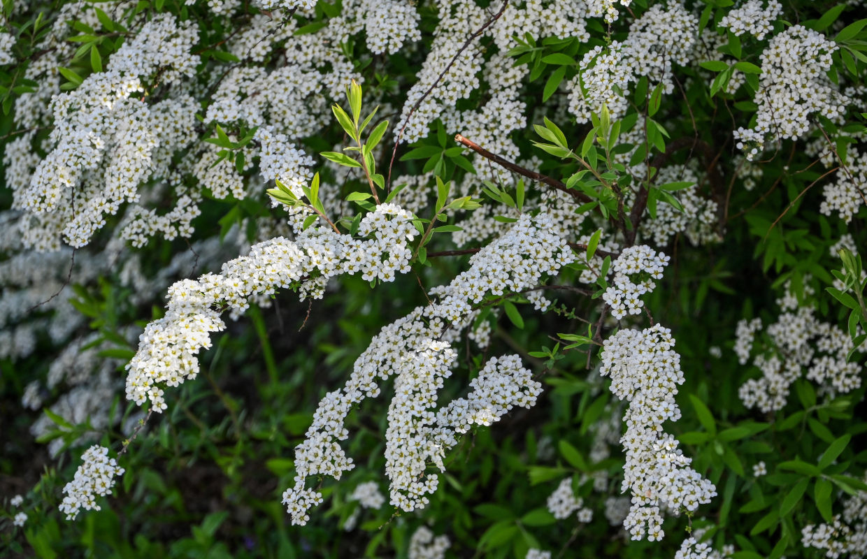 Image of Spiraea &times; cinerea specimen.