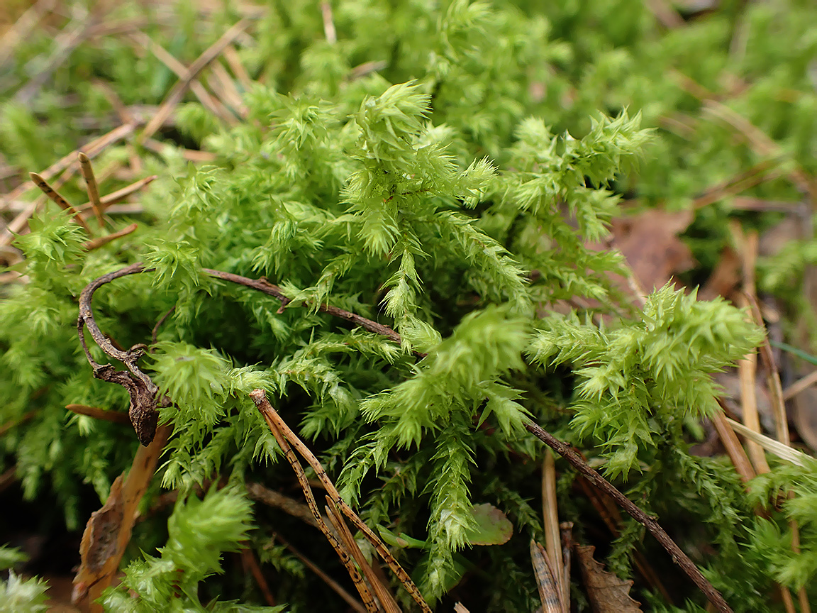 Изображение особи Rhytidiadelphus triquetrus.