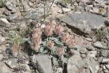 Astragalus chaetodon