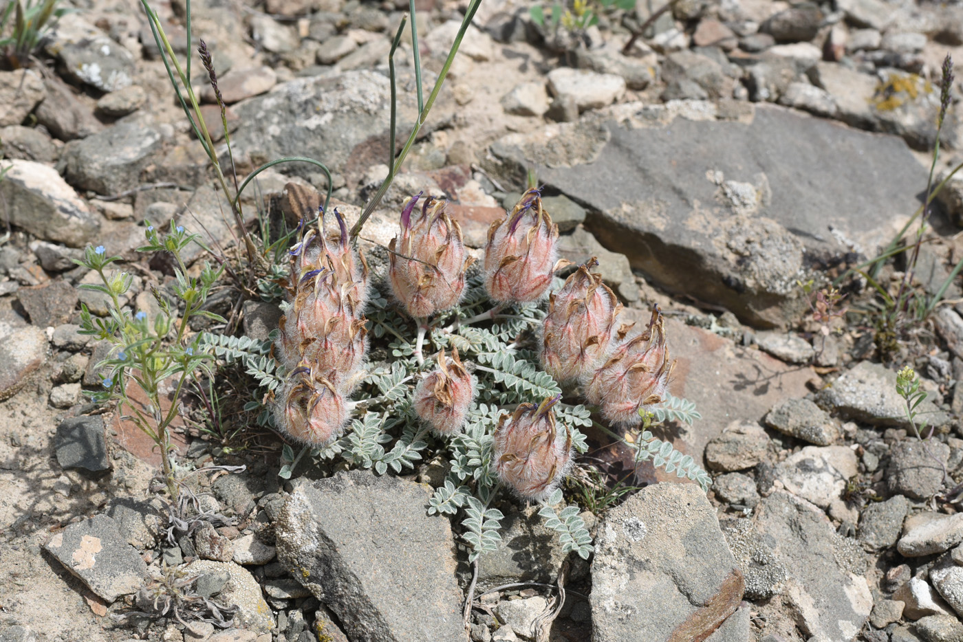 Image of Astragalus chaetodon specimen.