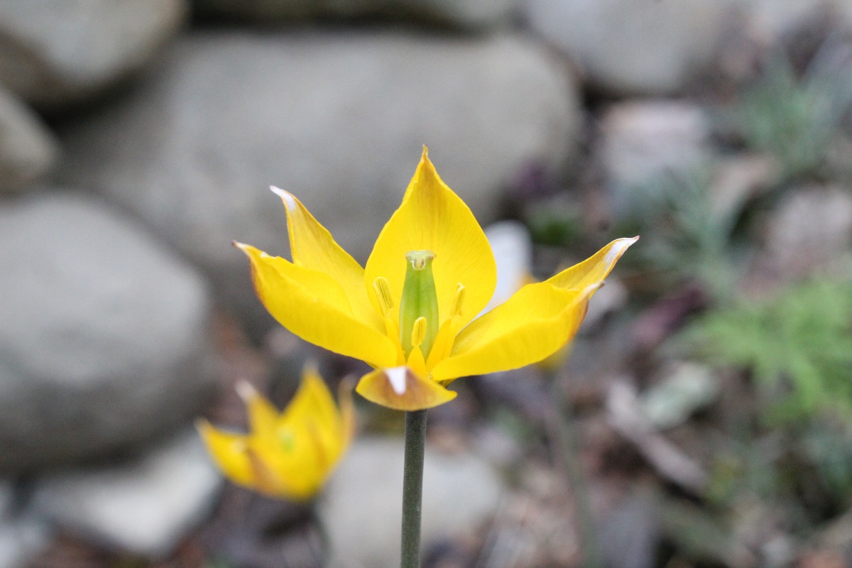 Image of Tulipa biebersteiniana specimen.