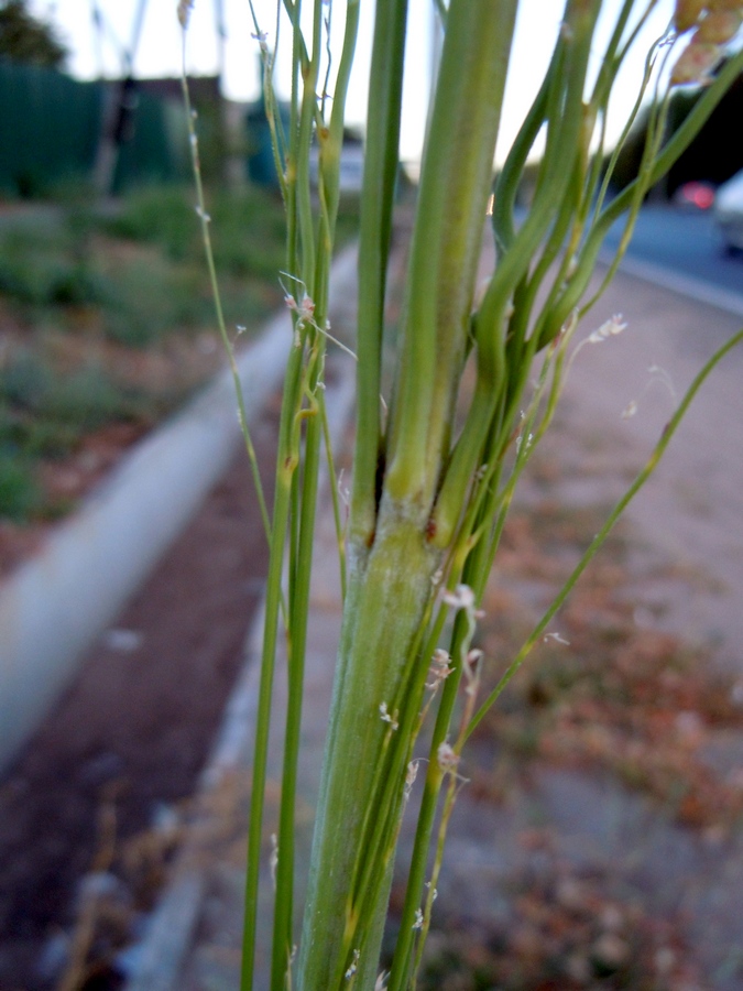 Изображение особи Sorghum saccharatum.