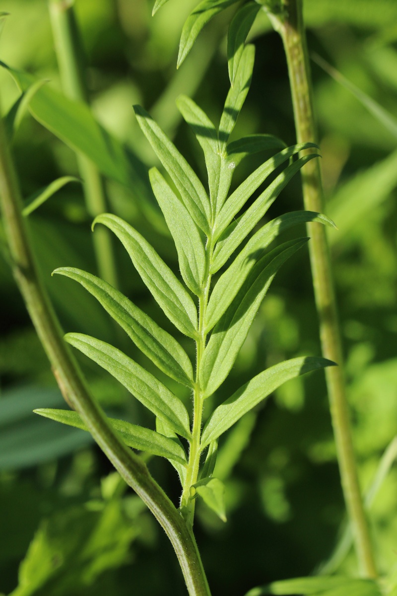 Image of Polemonium caeruleum specimen.