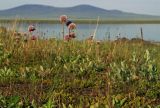 Armeria scabra. Цветущие растения в травянисто-кустарничковой тундре. Чукотка, Чаунская низм., дельта р. Чаун-Паляваама, о. Айопечан. 07.07.2005.