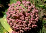 Allium karataviense