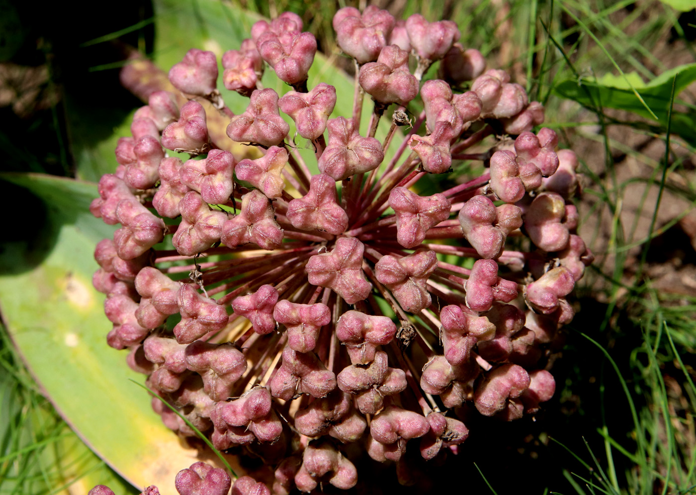 Image of Allium karataviense specimen.