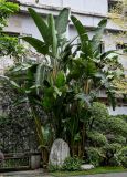 Strelitzia nicolai