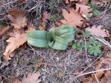 семейство Orchidaceae