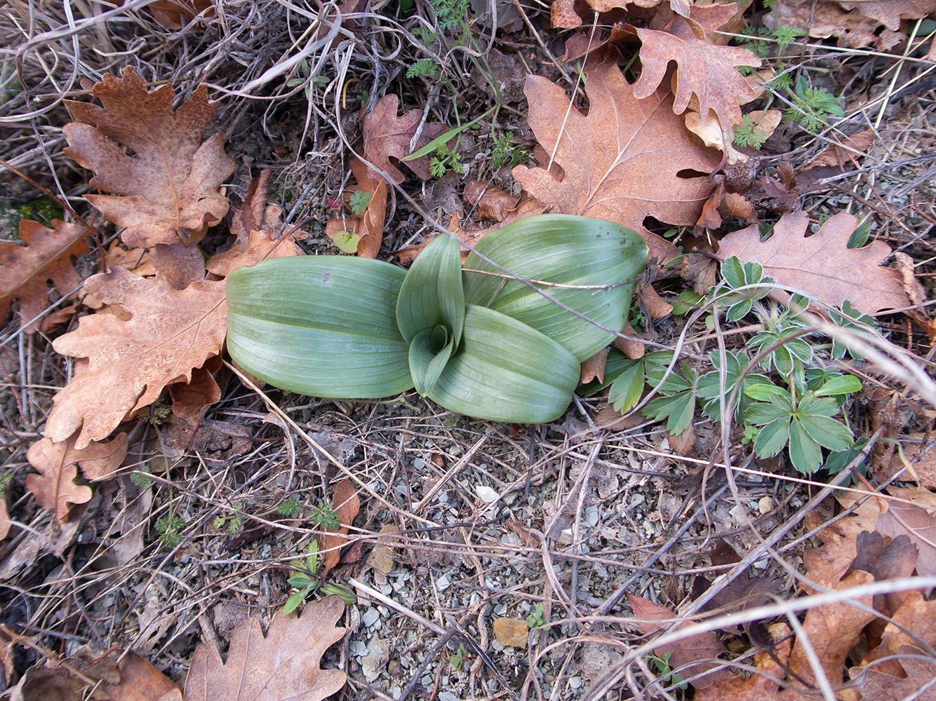 Изображение особи семейство Orchidaceae.