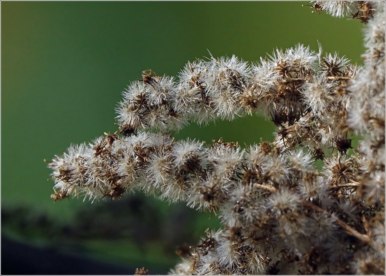 Изображение особи Solidago canadensis.