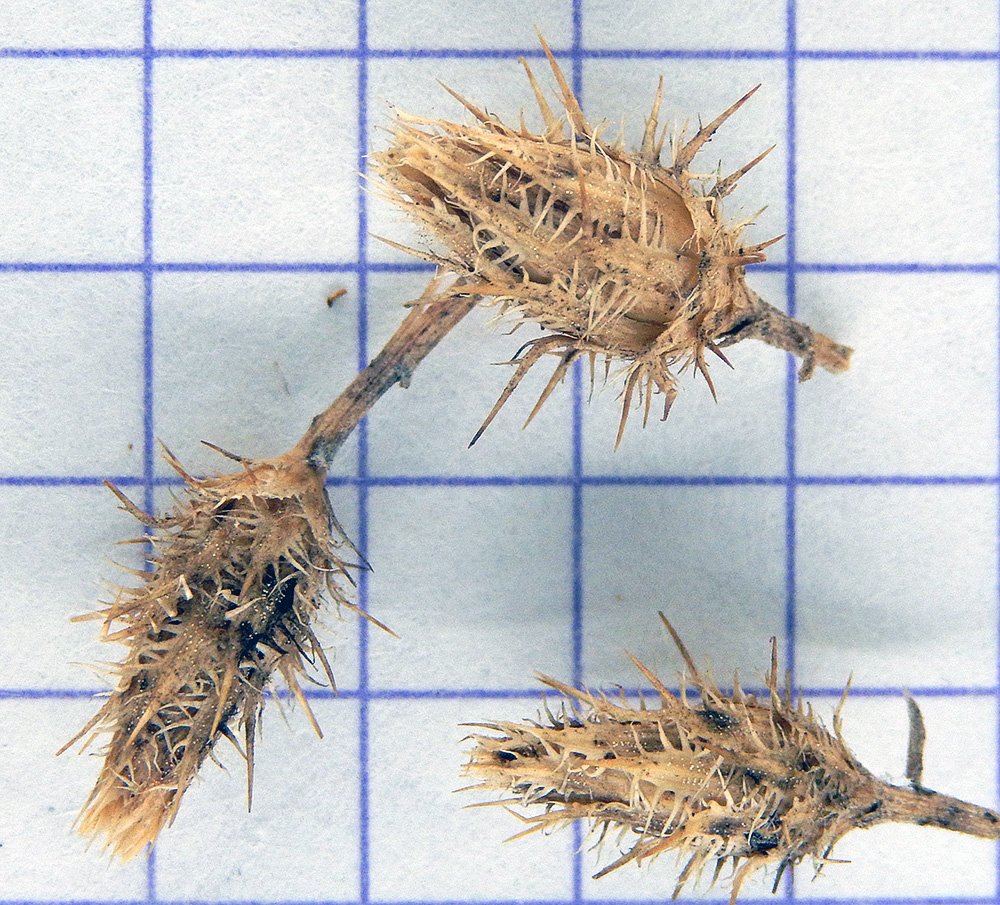 Image of Centaurea diffusa specimen.