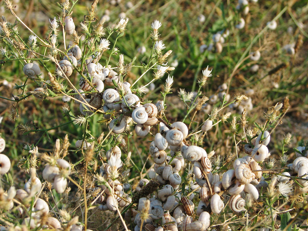 Image of Centaurea diffusa specimen.