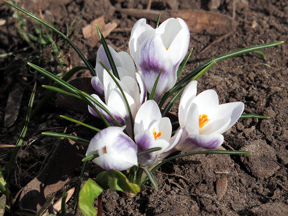 Image of Crocus chrysanthus specimen.