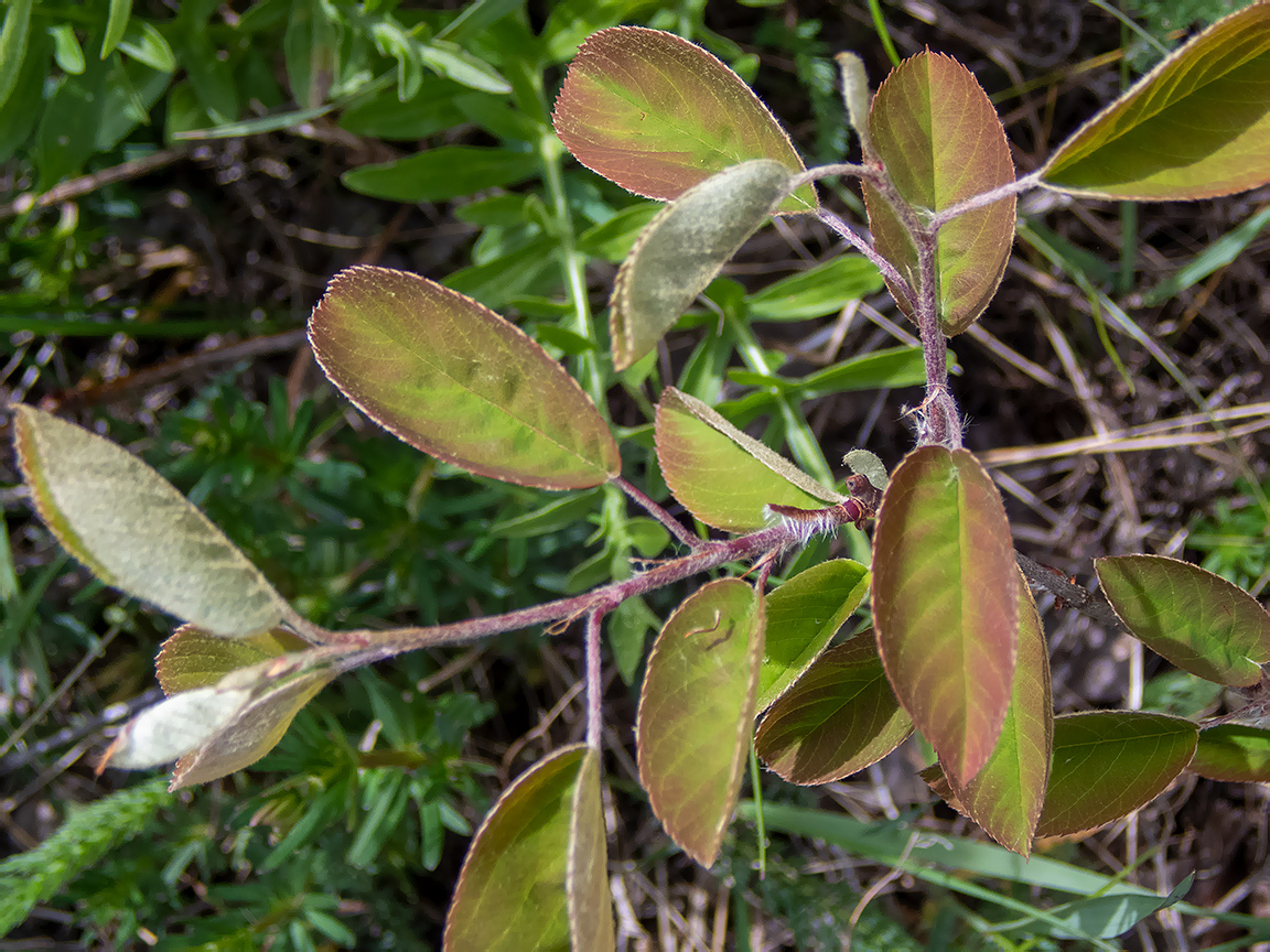 Изображение особи Amelanchier spicata.