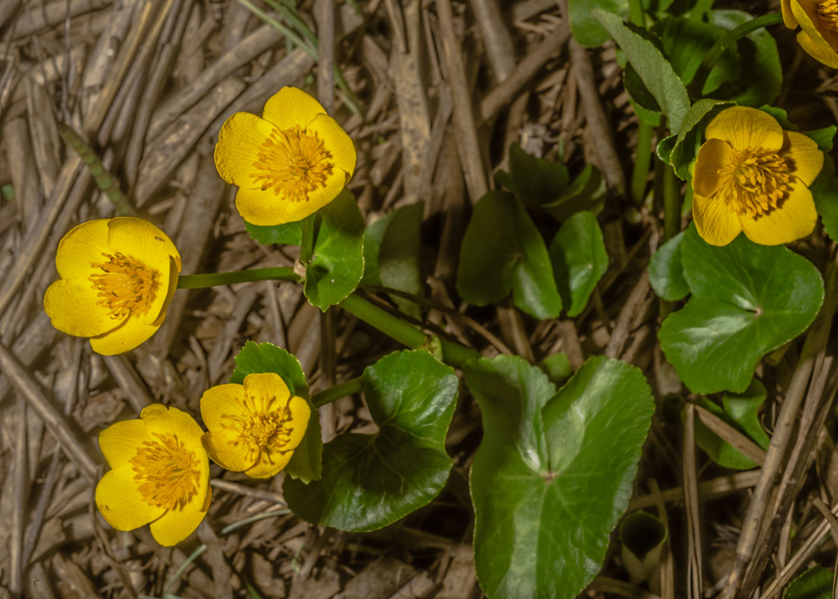 Изображение особи Caltha palustris.