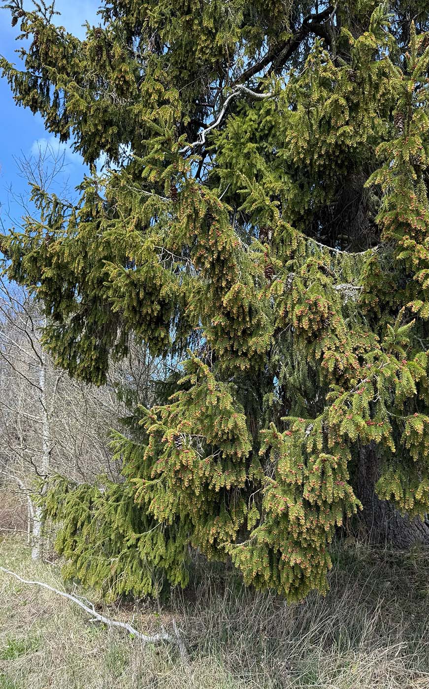 Image of genus Picea specimen.