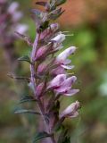 Odontites vulgaris. Часть цветущего побега. Московская обл., Талдомский р-н, окр. СНТ \"Живописное\", просека под ЛЭП, луг. 12.08.2024.