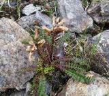 Pedicularis oederi. Плодоносящее растение среди камней. Коми, Интинский р-н, нац. парк \"Югыд Ва\", Приполярный Урал, бассейн р. Пелингичей, руч. Южный. 17.07.2010.