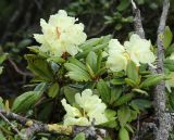 Rhododendron aureum. Ветви с соцветиями и погрызенными листьями. Приморский край, Чугуевский р-н, гора Облачная, выс. 1600 м н.у.м., в зарослях кедрового стланика (Pinus pumila). 07.06.2025.