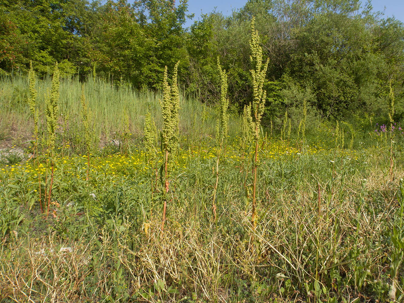 Image of Rumex hydrolapathum specimen.