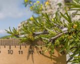 Rhamnus tortuosa