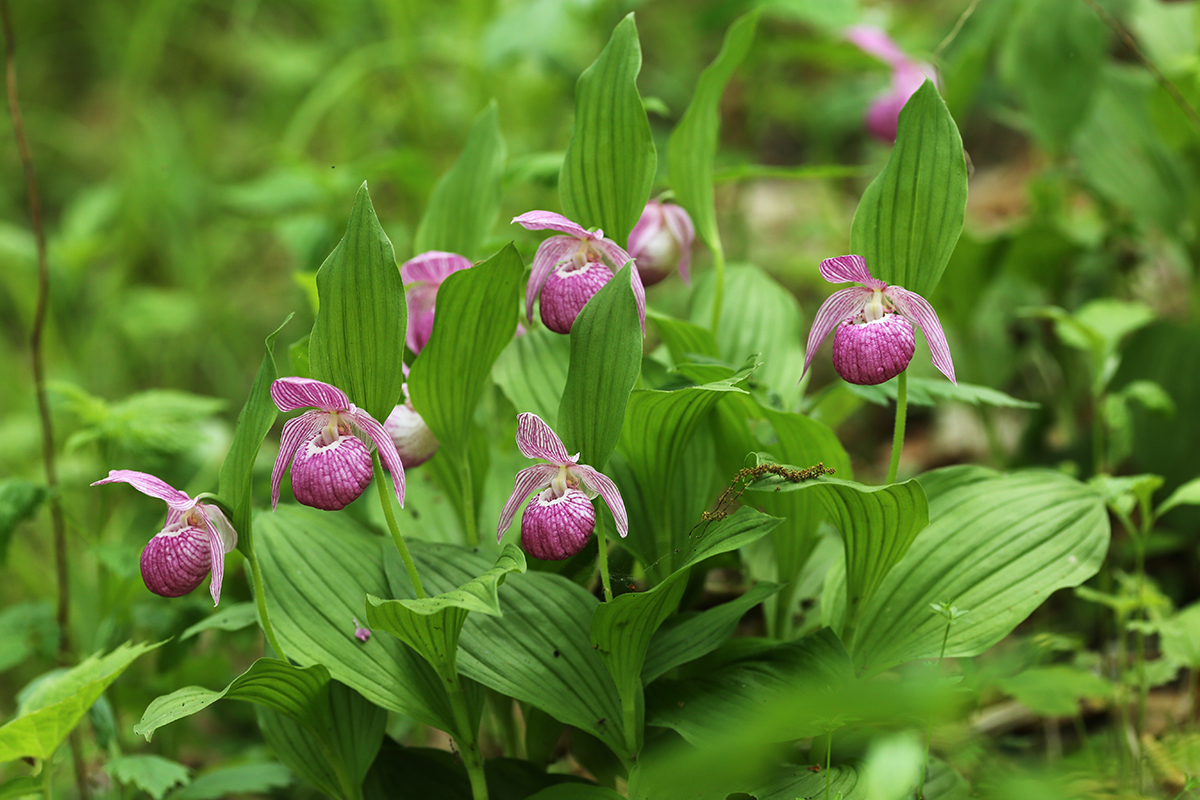 Image of Cypripedium macranthos specimen.