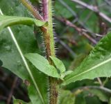 Picris hieracioides