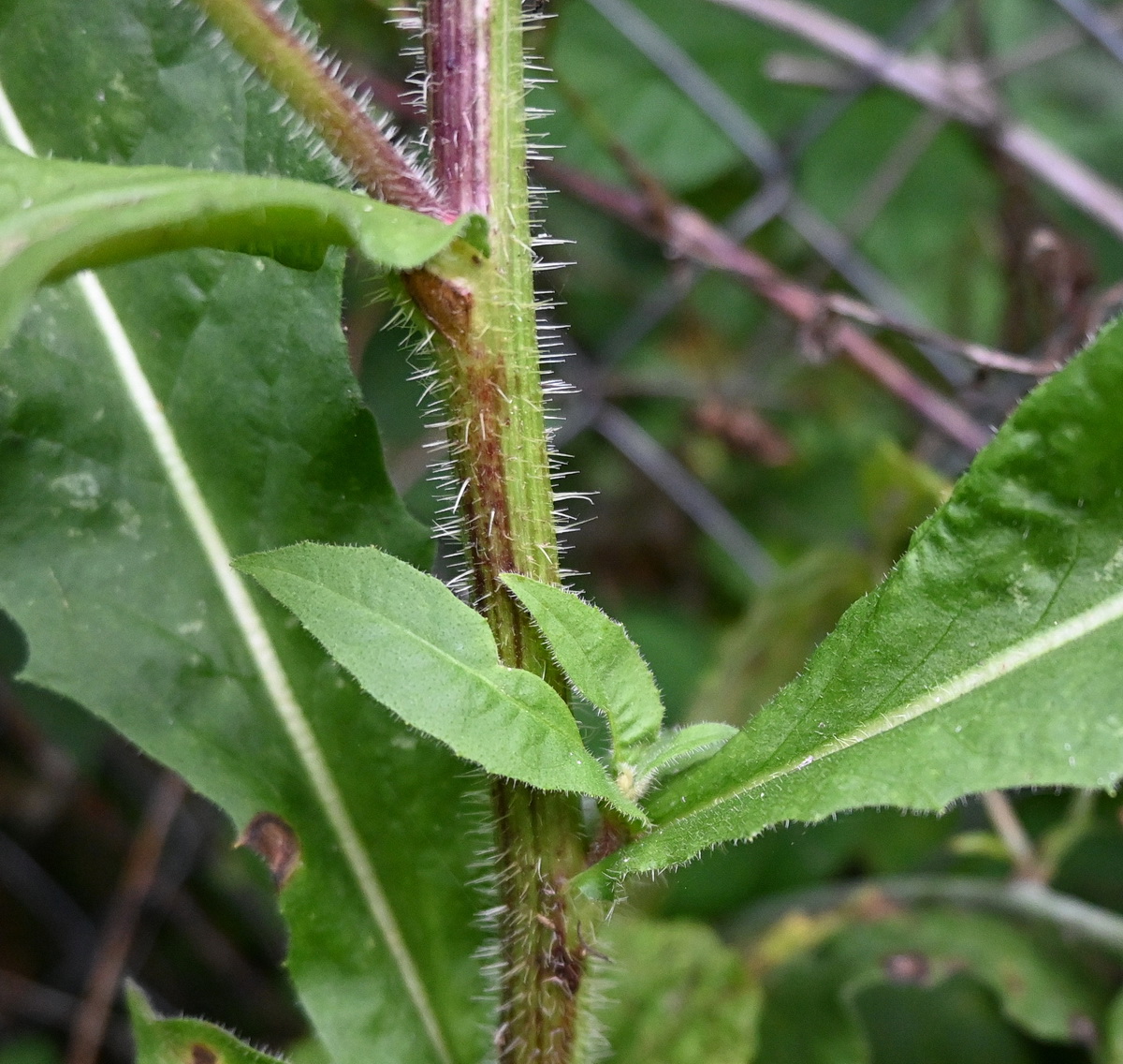 Image of Picris hieracioides specimen.