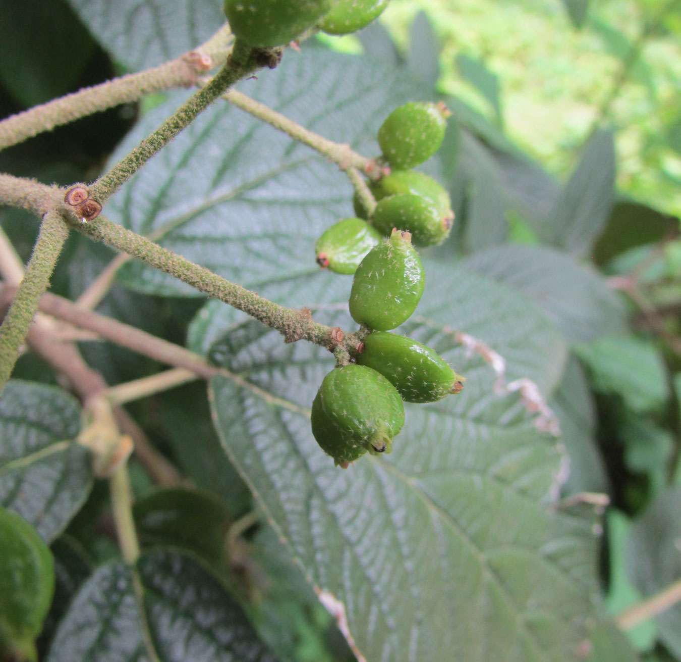 Image of Viburnum × rhytidophylloides specimen.