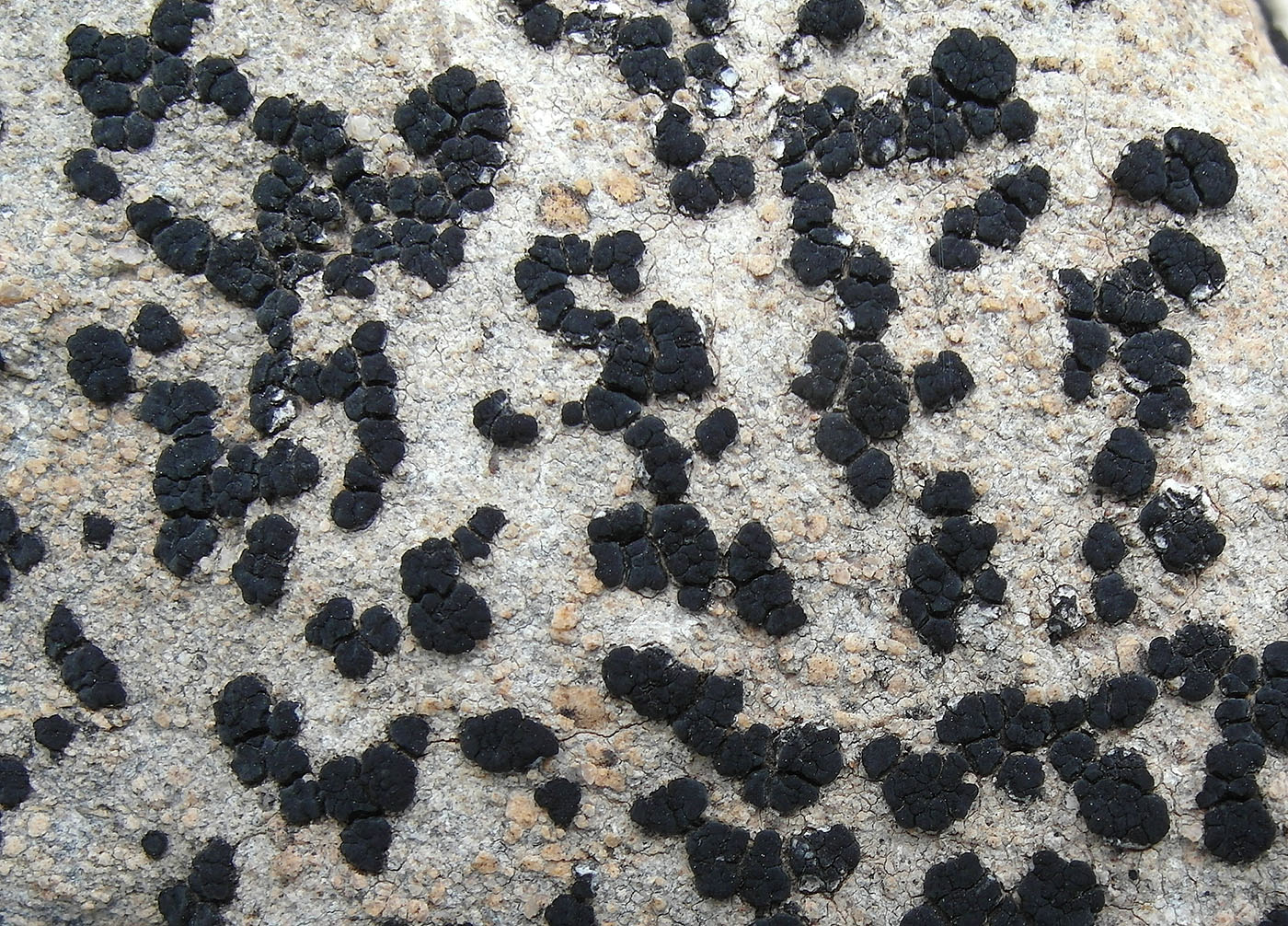 Image of Lecidea paratropoides specimen.