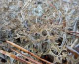Cetraria ericetorum