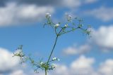 Galium spurium. Верхушка сорванной цветущей и плодоносящей веточки. Псковская обл., Псковский р-н, окр. погоста Выбуты, берег р. Великая, на известняке у подошвы обрыва. 02.08.2025.