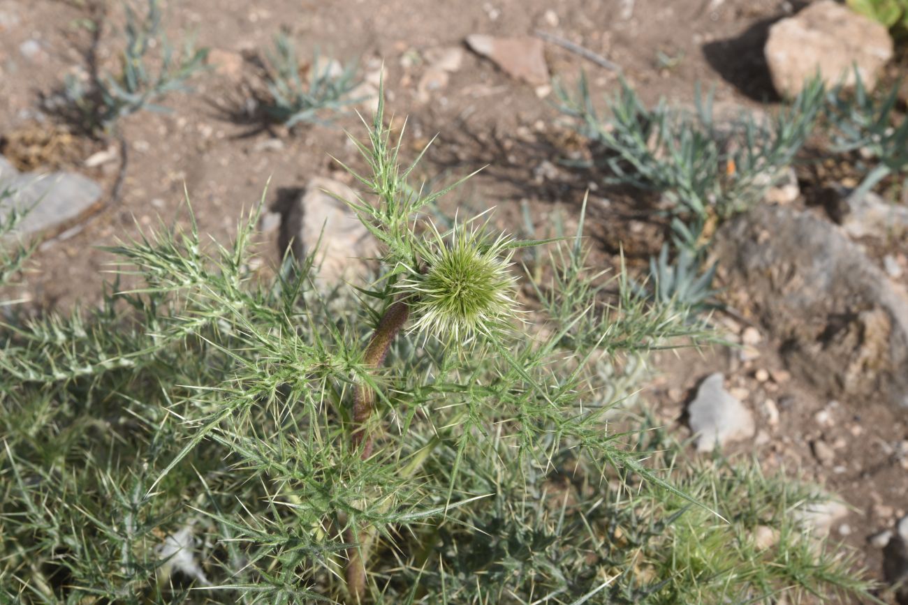 Image of familia Asteraceae specimen.
