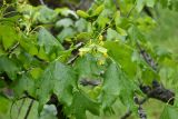 Acer turkestanicum