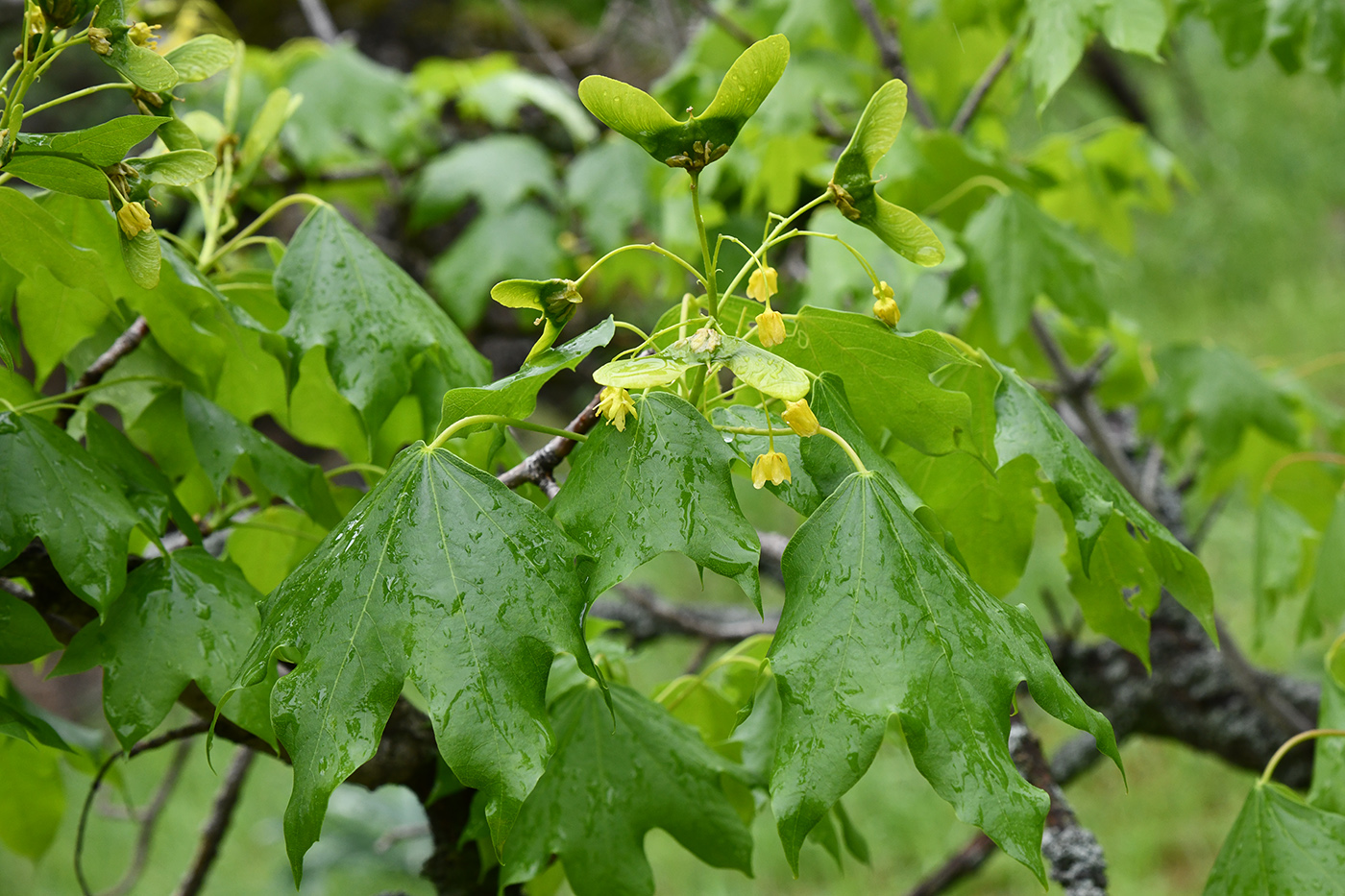 Изображение особи Acer turkestanicum.