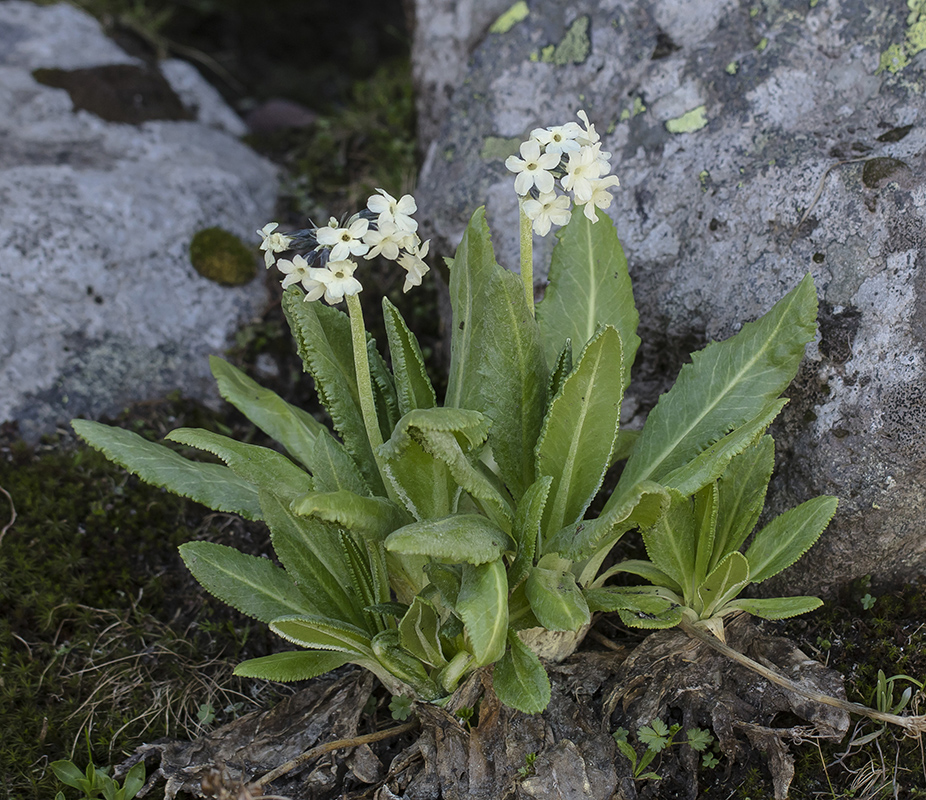 Изображение особи Primula bayernii.