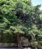 Juniperus chinensis. Взрослое дерево. Португалия, округ Лиссабон, г. Синтра, в культуре. 05.08.2025.