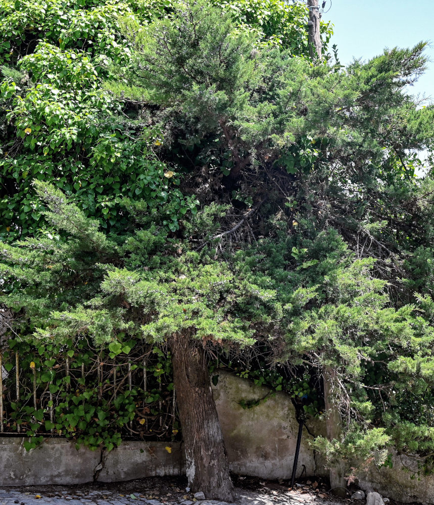 Изображение особи Juniperus chinensis.