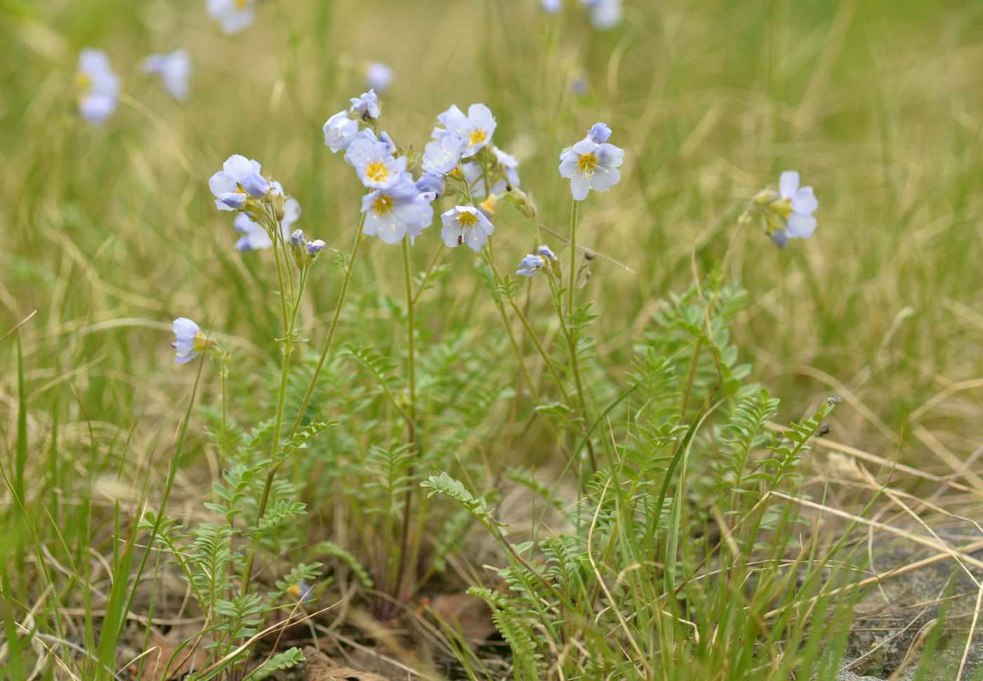 Image of Polemonium boreale specimen.