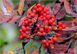 Sorbus aucuparia. Соплодие с созревшими плодами и листьями в осеннем окрасе. Московская обл., Раменский р-н, окр. дер. Хрипань, садовый участок. 08.09.2025.