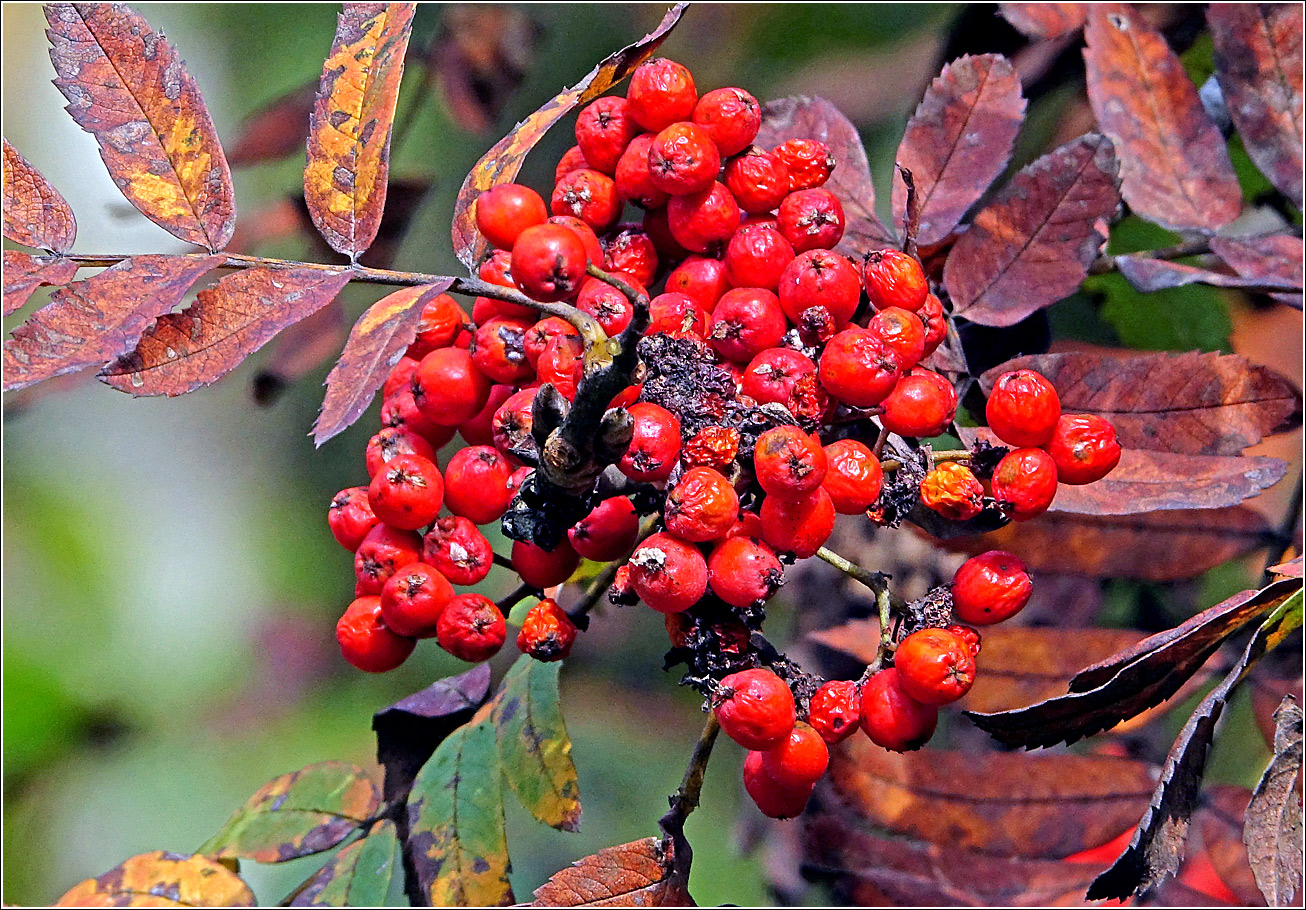 Image of Sorbus aucuparia specimen.