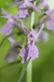 Dactylorhiza urvilleana