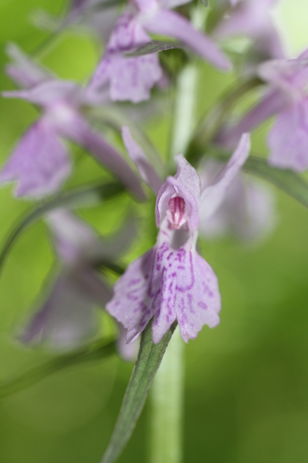 Изображение особи Dactylorhiza urvilleana.